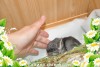 Парадиз