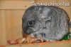 Парадиз