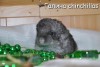 Парадиз