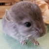 Флерс де Монд _ Хината