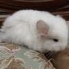 Русалочка