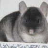 Нариес ОК