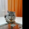 Чел Чин  Етти