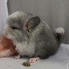 Риза