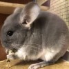 Ника