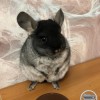 Мика КОР