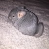 Сильвер