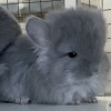 Капукайн 