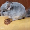 Султан
