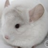 Рафаэлла