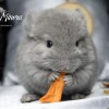 Микаэла Милагро Минера