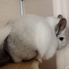 Микаса