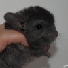 Финик
