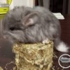 СИ Жан  Мишель