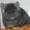 Соломон