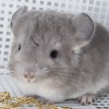 АС Меркурий