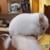 Мия
