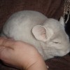Молли