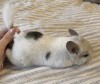 2 мес