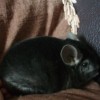 Никос