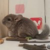 Кассиопея ЧинАльф