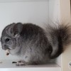 Адонис