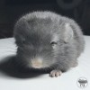 Витамин Моррис