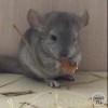 Ванилька Вик