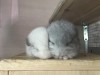 Серенькая, с братом