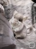 АС Изабелла 
