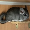 Нежданчик Хит