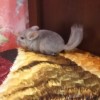 Кайл
