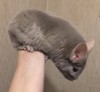 8 мес