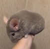 8 мес