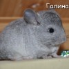 Амиго