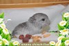 Амиго
