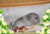 Амиго