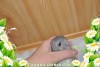 Амиго