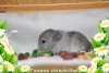 Амиго