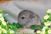 Амиго