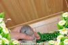 Амиго