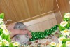 Амиго