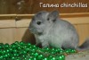 Амиго