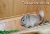 Амиго