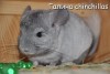 Амиго