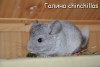 Амиго