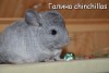 Амиго