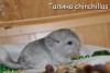Амиго