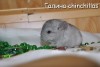 Амиго
