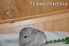 Амиго